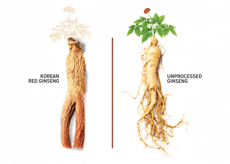 Manufacturing Process of Red Ginseng